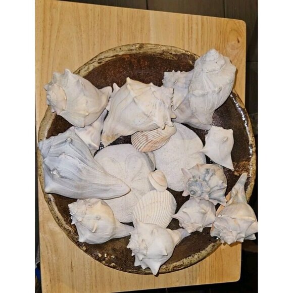 18 Lot: 16 Seashells &2 Puff Sand Dollars w/Brown Ceramic Display Bowl - Picture 1 of 12